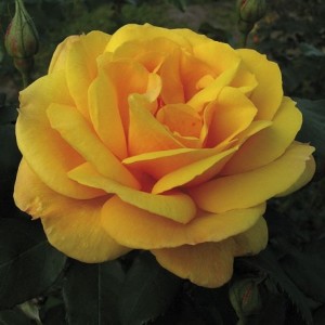 GOLDEN DELICIOUS (hybrid tea)